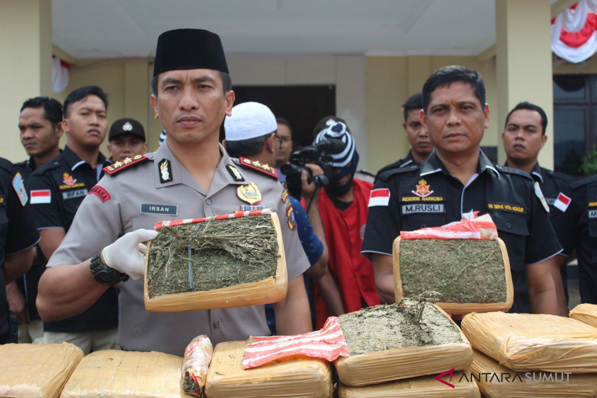 Polres Madina amankan 69 ball ganja kering