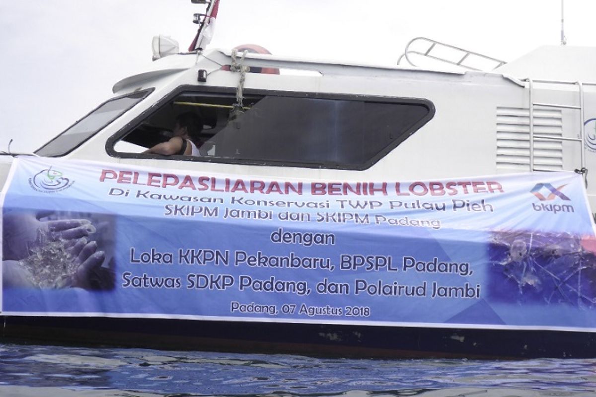 BKIPM lepasliarkan 92.480 benih lobster di Sumbar