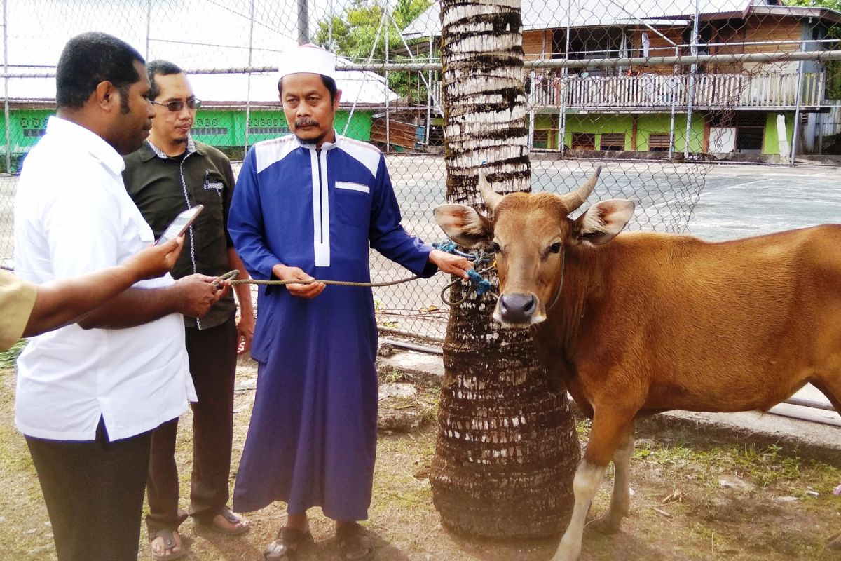 Pemkab Biak Numfor salurkan 10 sapi kurban