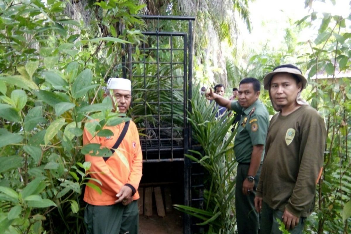 Harimau Sumatera keluar habitat di Padang Pariaman, BKSDA imbau jauhi daerah interaksi