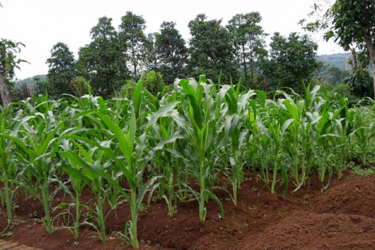 Pemkab Biak Numfor fasilitasi budidaya 100 hektare tanaman jagung