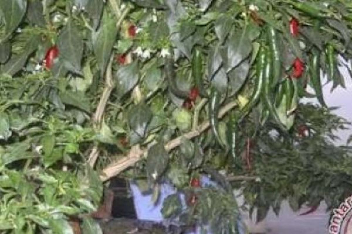 Cabe Mahal, Petani di Bengkalis Datangkan 22.000 Batang Bibit dari Sumbar