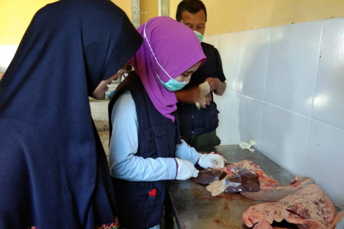 Disnakkeswan Pastikan Daging Kurban Aman Konsumsi