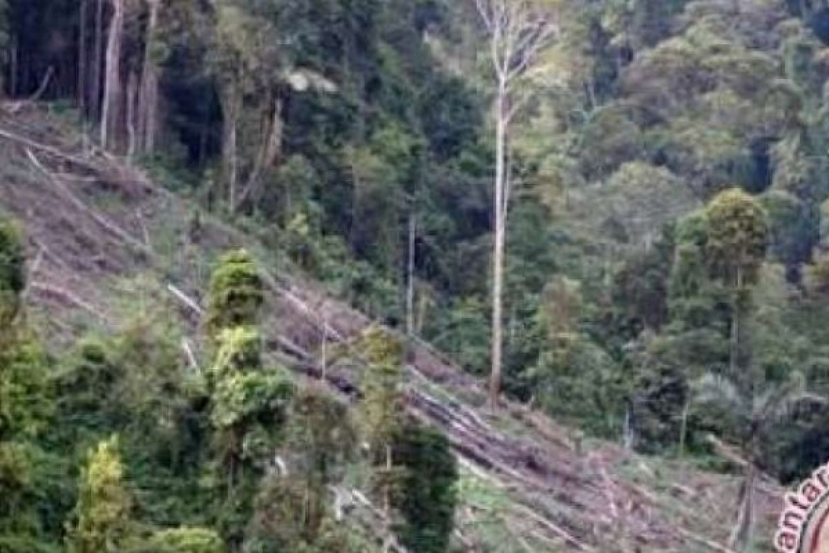 Dugaan Perambahan Hutan Lindung di Pucuk Rantau, Apa Tindakan Kepolisian?