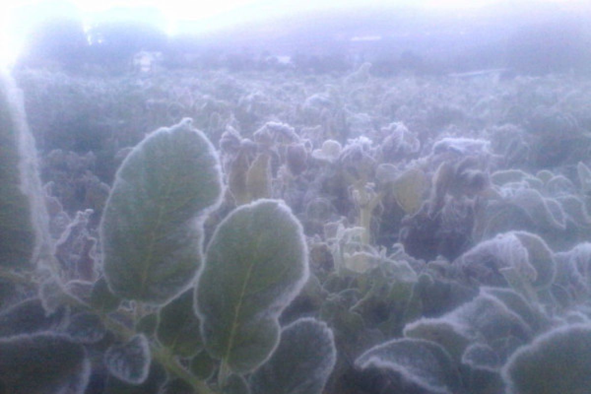 Embun es selimuti kawasan Dieng