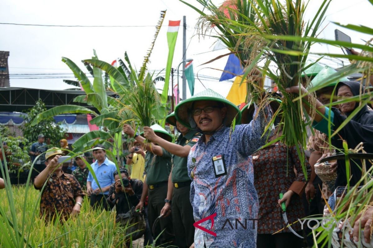 Kampung Agro Rejowinangun panen padi 1,6 ton