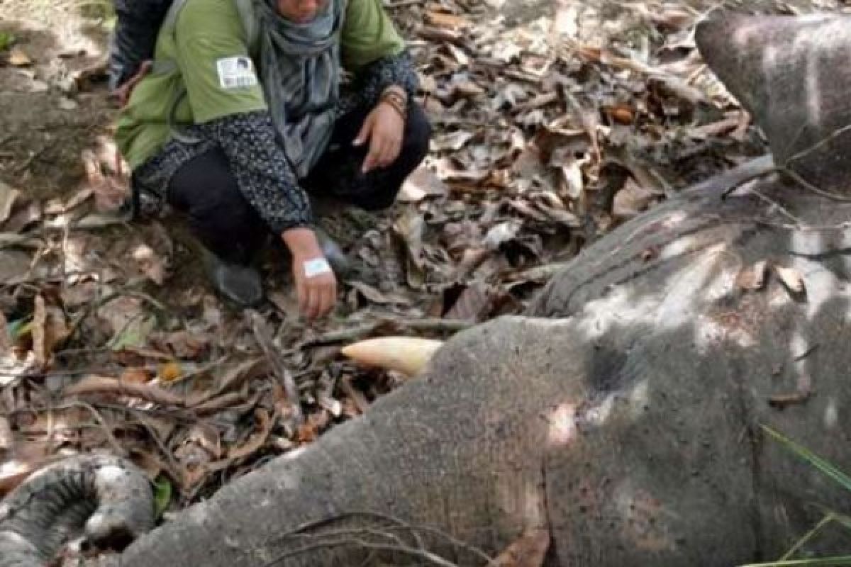 Gajah Betina Berusia 40 Tahun Ditemukan Mati Di Pidie