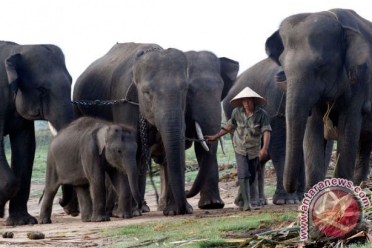 Dua gajah jinak dari sekolah gajah Taman Nasional sambut obor Asian Games