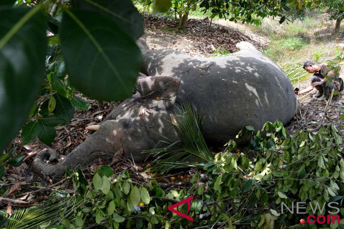 Gajah liar ditemukan mati tanpa gading di Aceh