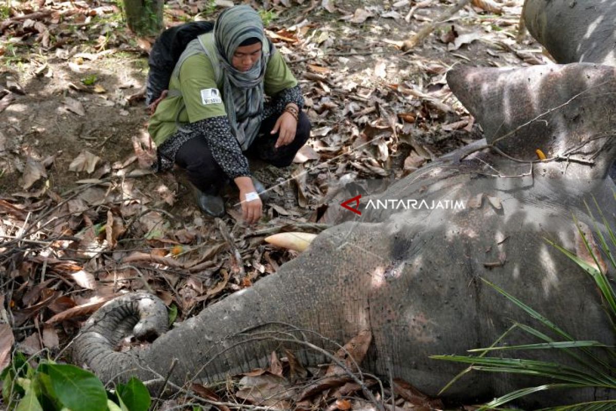 Diduga Terpapar Tuba Ikan, Gajah Jinak Ditemukan Mati