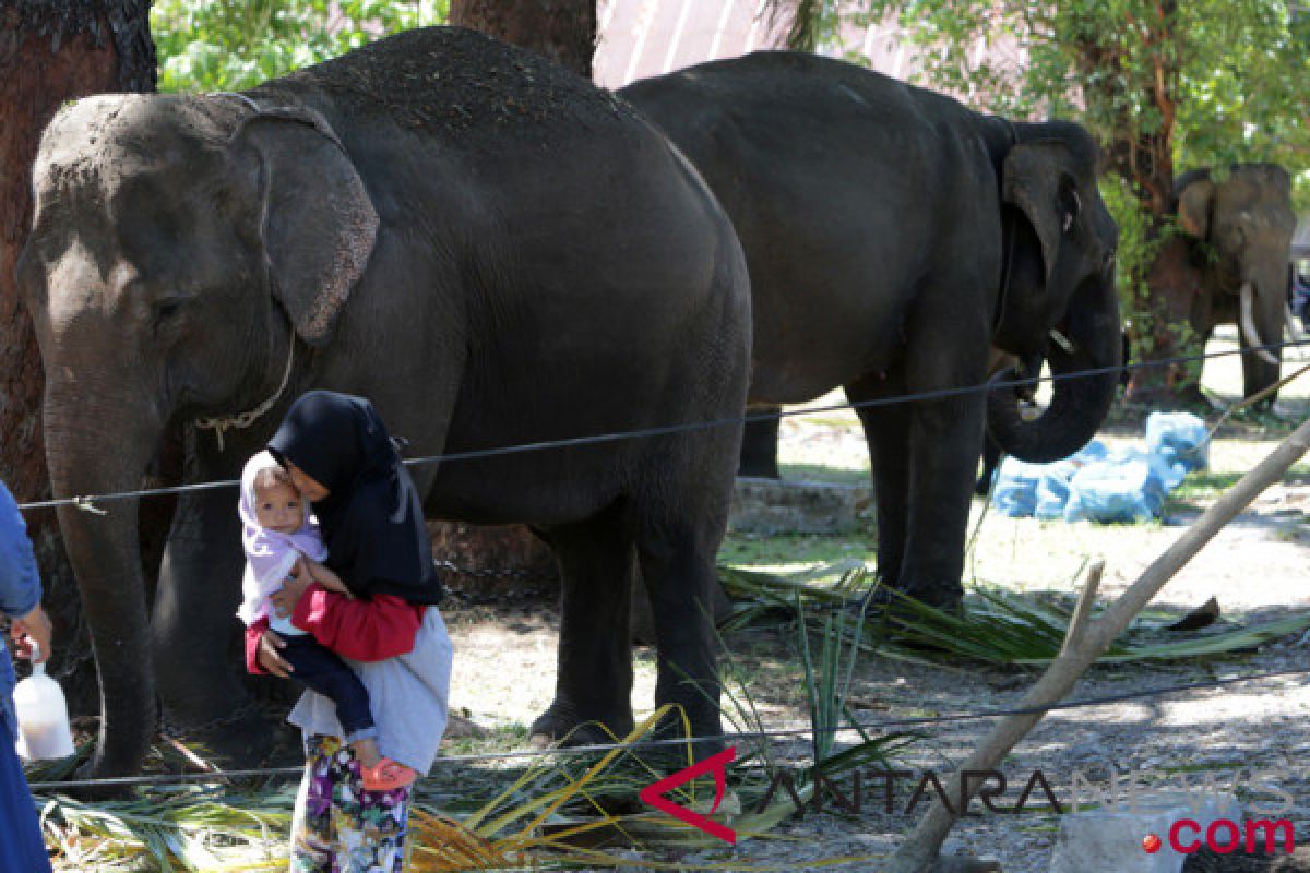 TKI Tulungagung meninggal terinjak gajah di Afrika