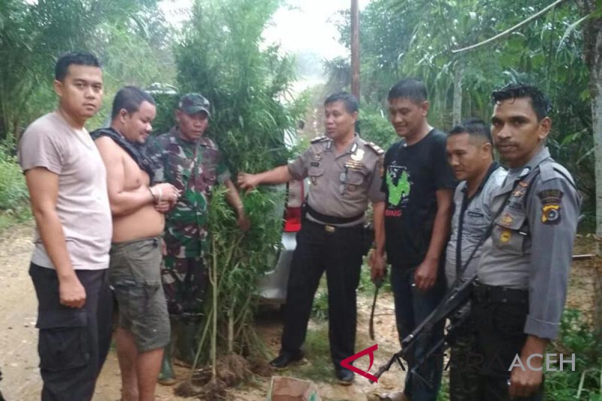 TNI/Polri musnahkan ganja dan tangkap pemilik kebun