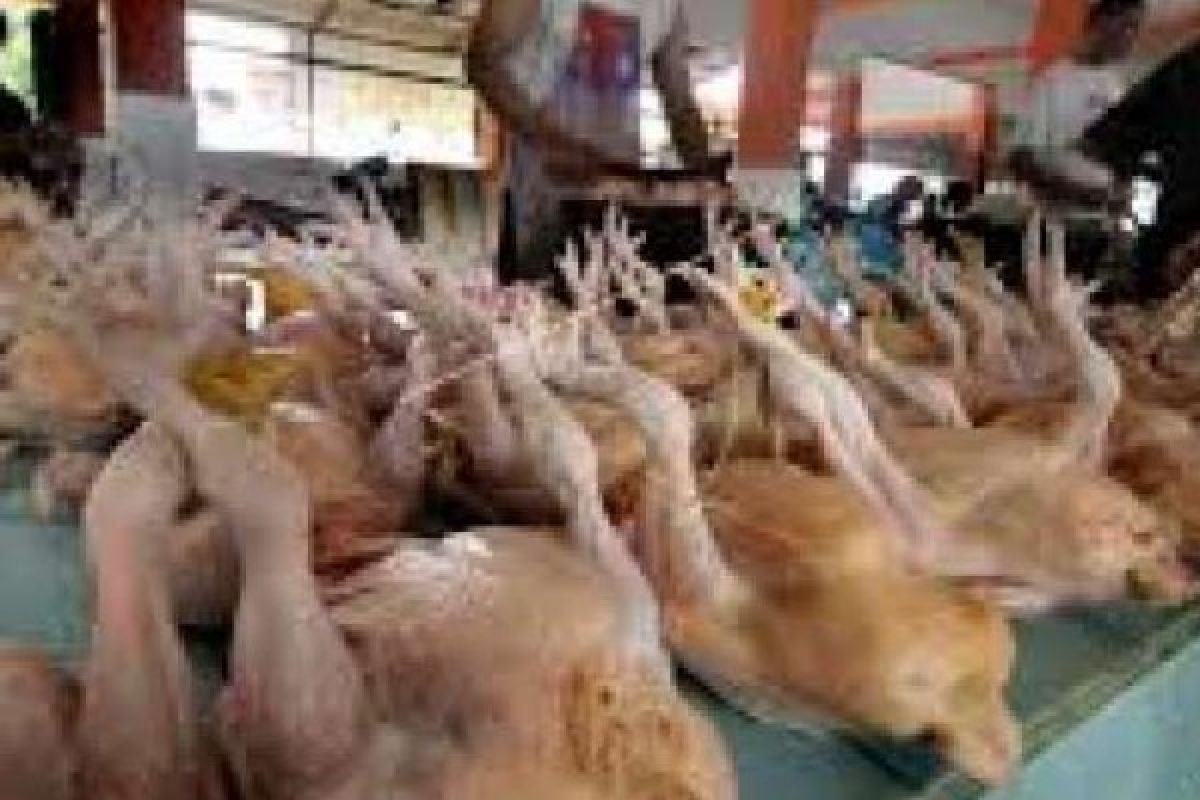 Harga Ayam Potong Di Kota Pekanbaru turun Menjadi Rp25.000 Per Kilogram