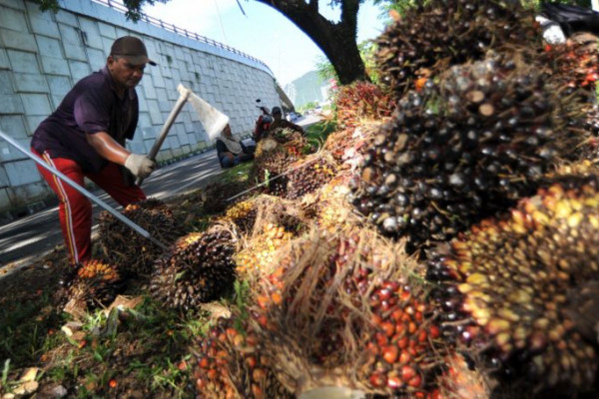 Harga sawit di Bengkulu turun Rp55/kilogram