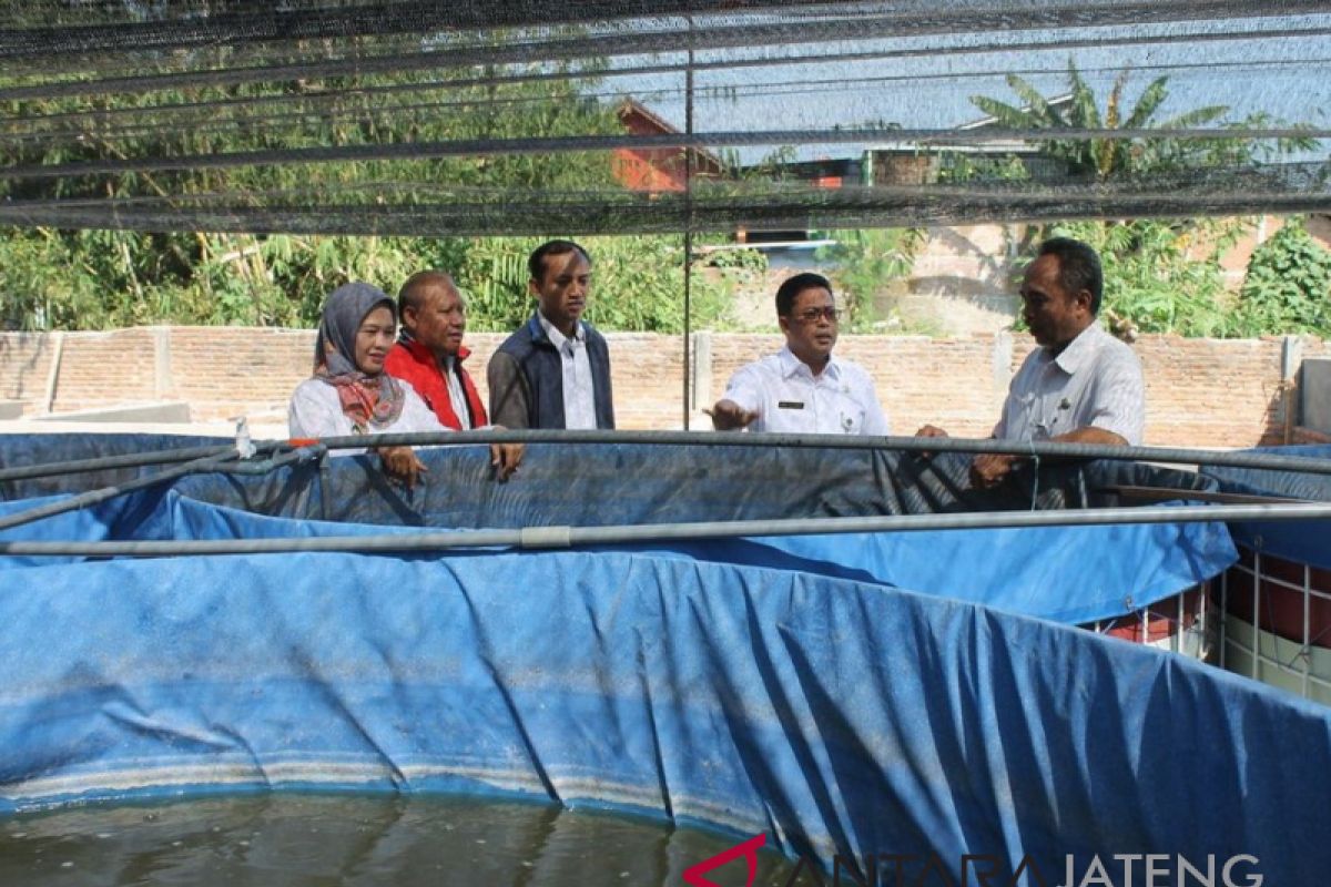 Kenaikan harga pakan memukul petambak lele di Kudus