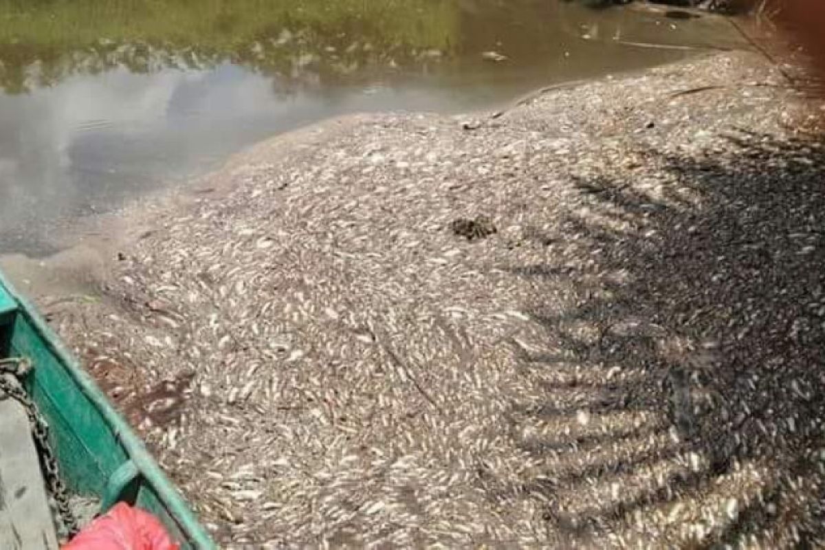 Penyebab kematian ikan Sungai Seranau belum diketahui