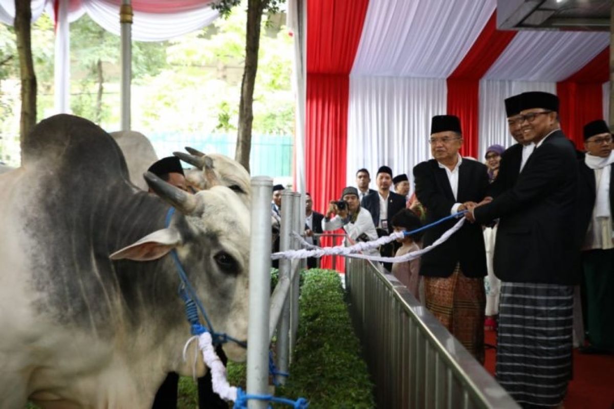 Presiden dan wapres kurban sapi di Istiqlal