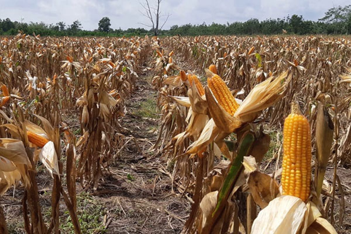 BPTP Kalteng sukses tanam jagung Bima URI 20 di lahan sub optimal