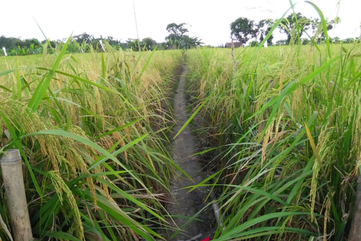 100 hektare padi di lokasi HPS siap panen