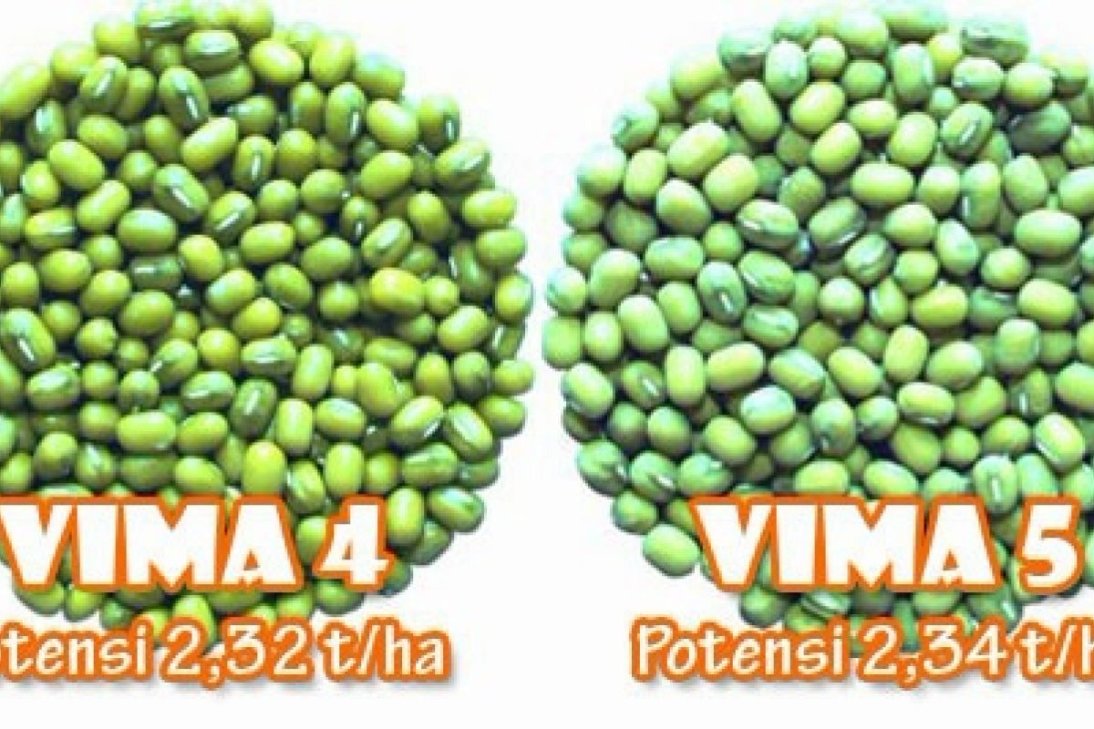 Balitbangtan lepas varietas kacang hijau VIMA 4 dan VIMA 5