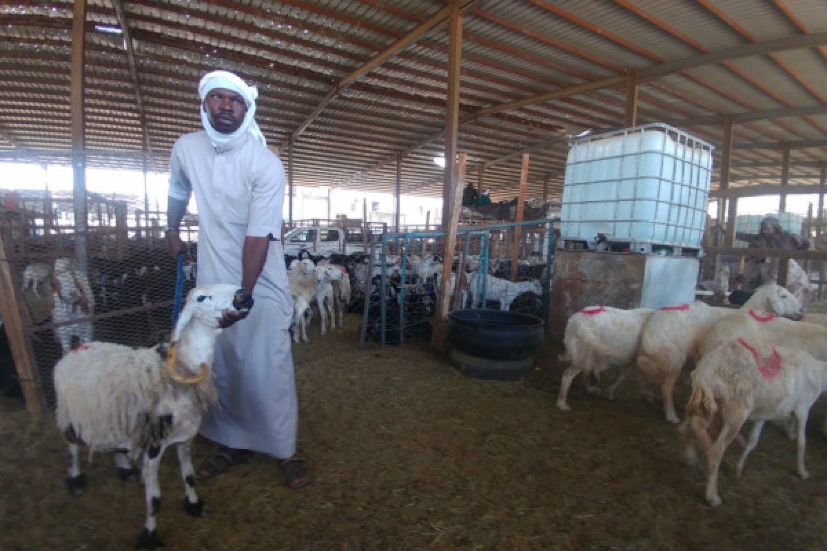 Laporan dari Mekkah - Berburu hewan untuk dam di Kakiyah