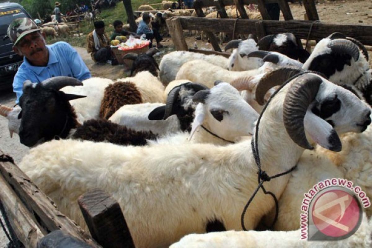 Harga kambing naik di Majene