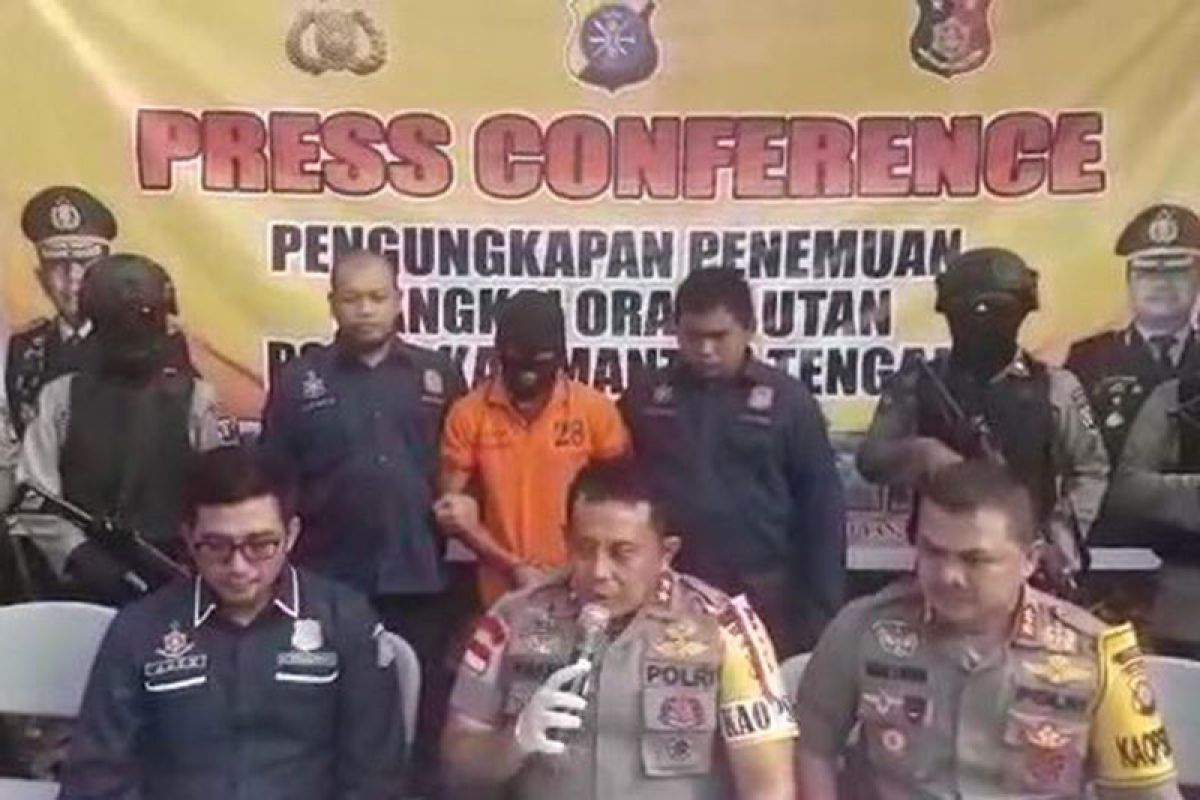 Kapolda Kalteng tegaskan pembunuhan orang utan tak terkait perusahaan