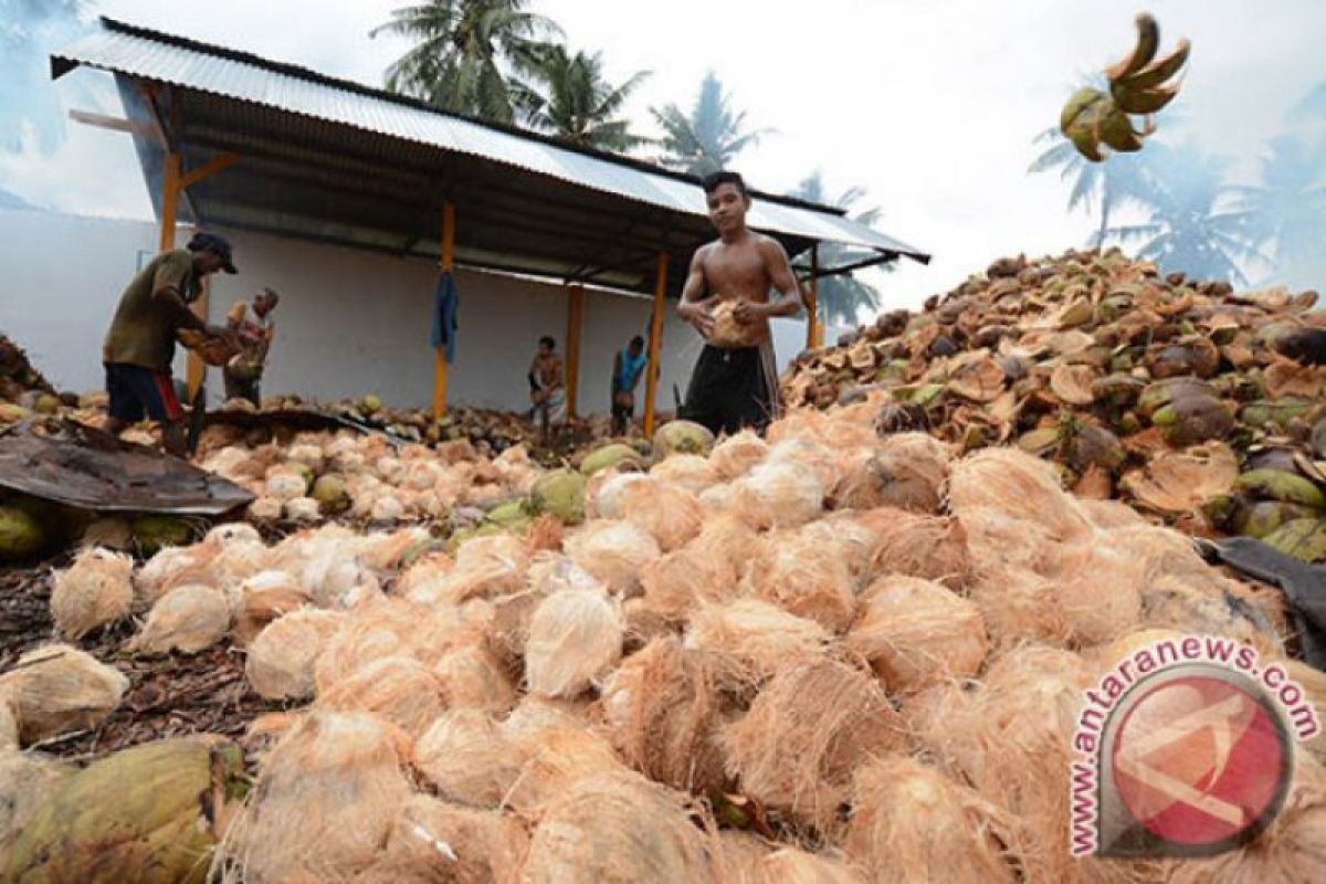 Petani korban gempa keluhkan harga kelapa anjlok