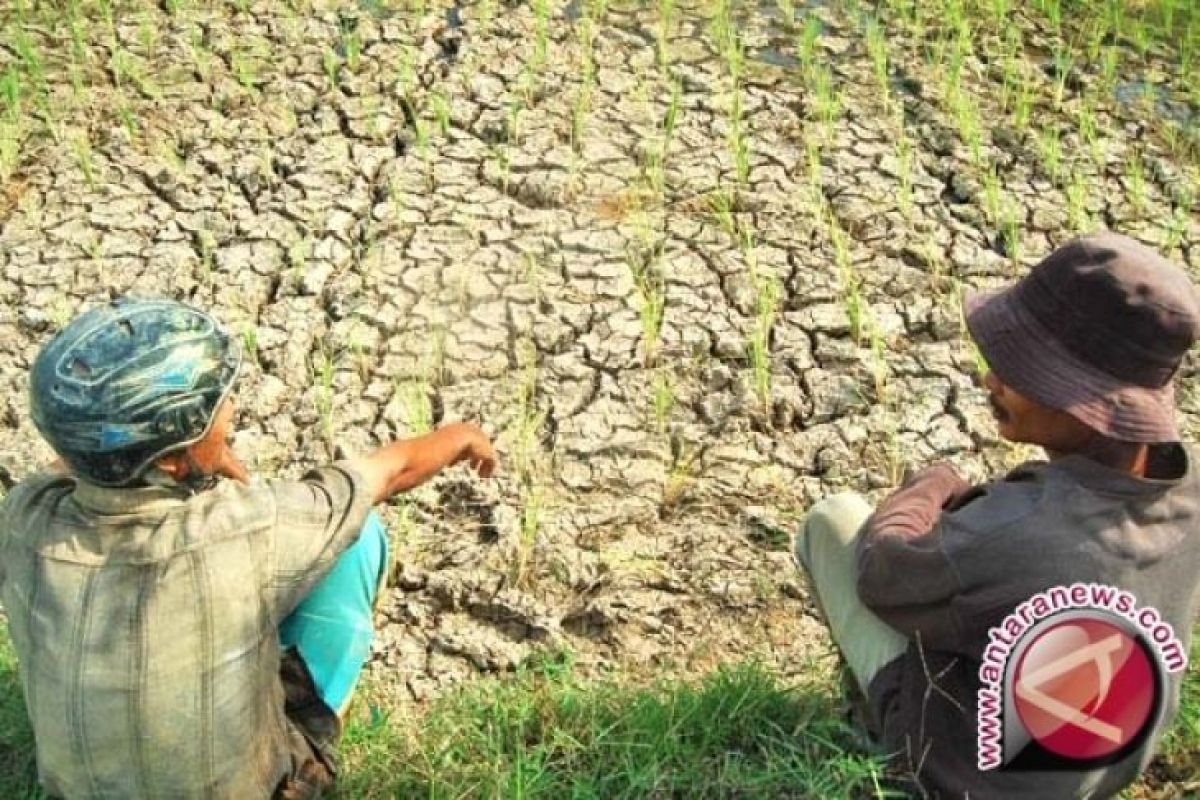 Ratusan hektare sawah di Karawang 