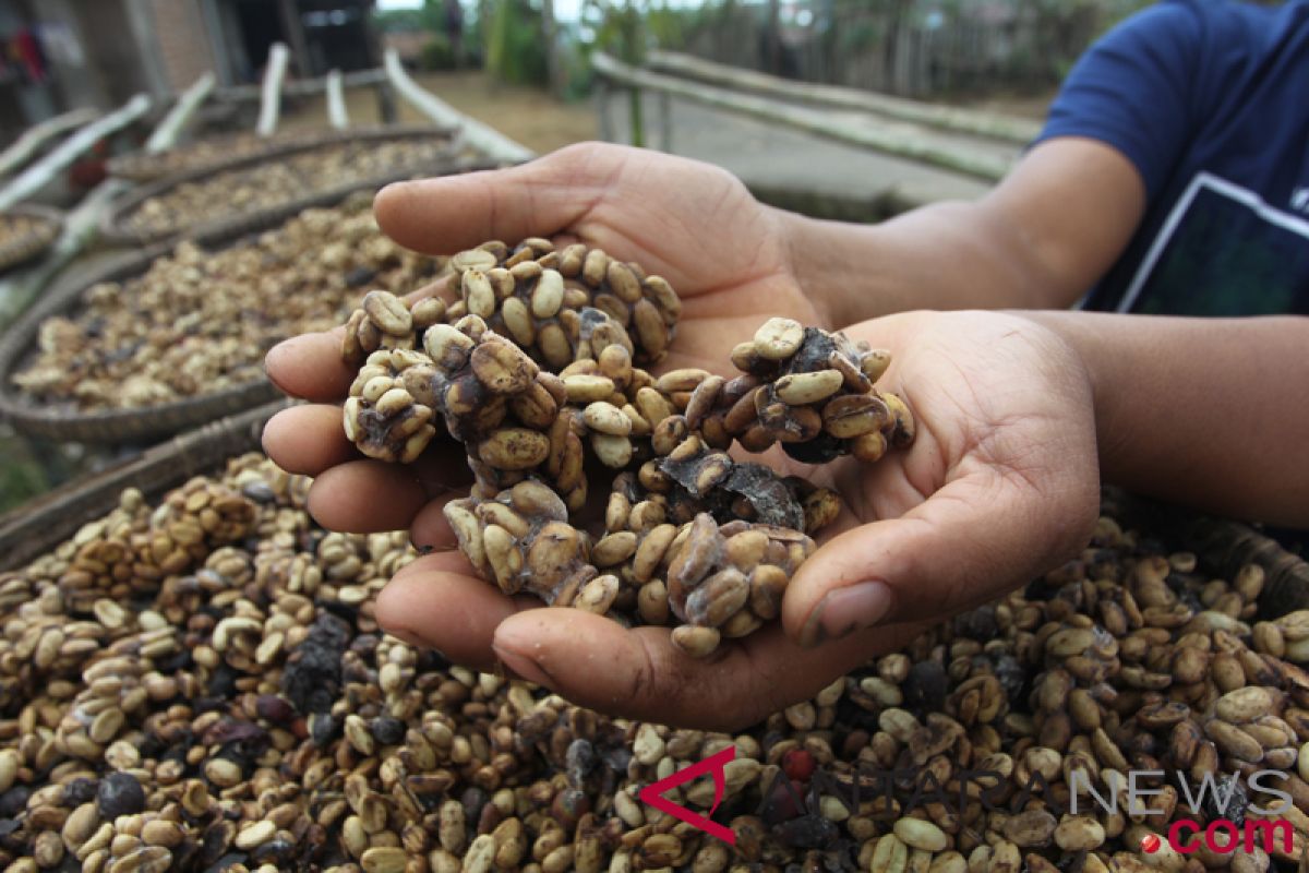 Ini tiga jenis kopi andalan Bengkulu