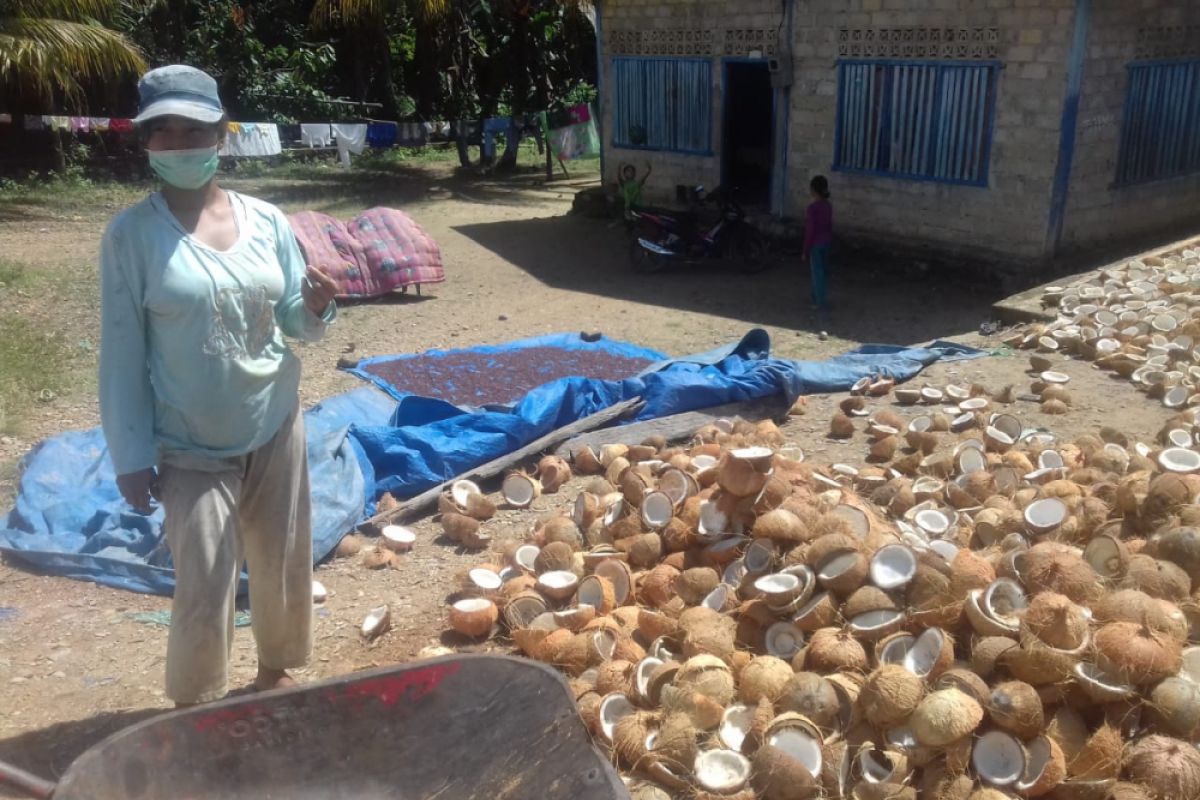 Konawe Utara dorong pengembangan empat komoditas perkebunan