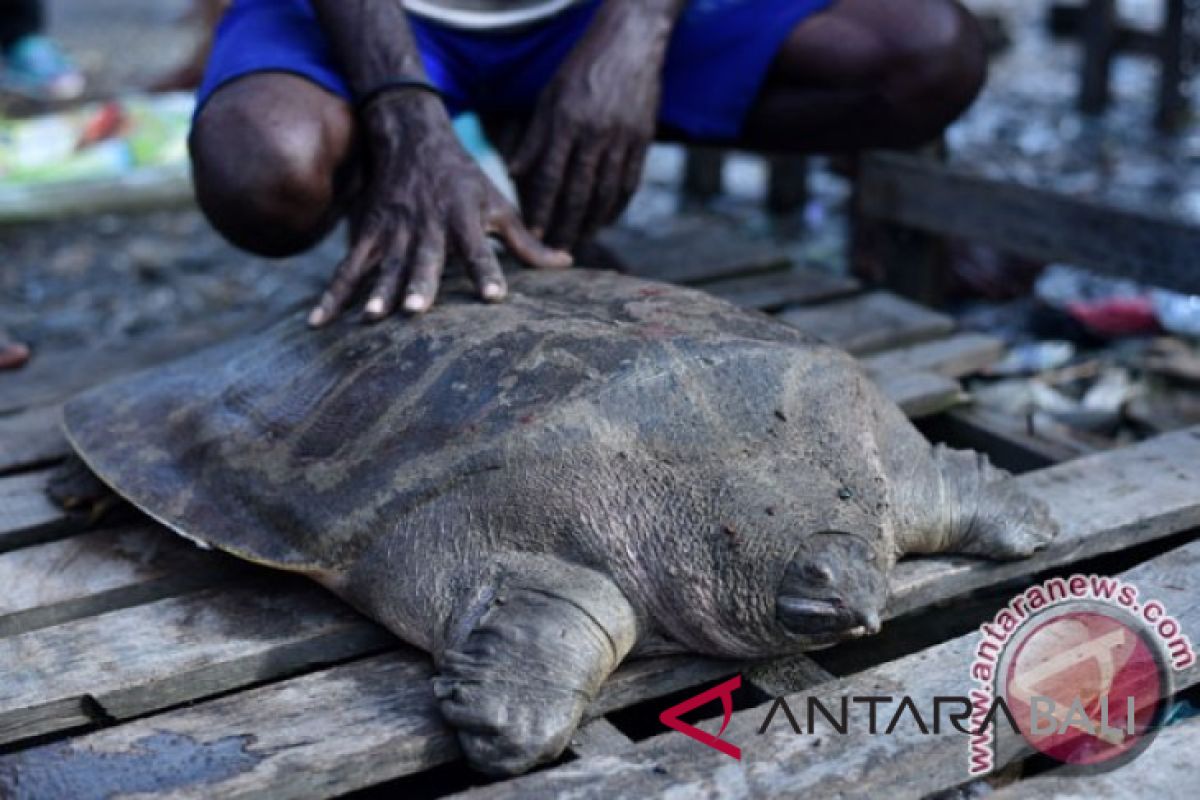 Ratusan kura-kura moncong babi dipulangkan ke Indonesia