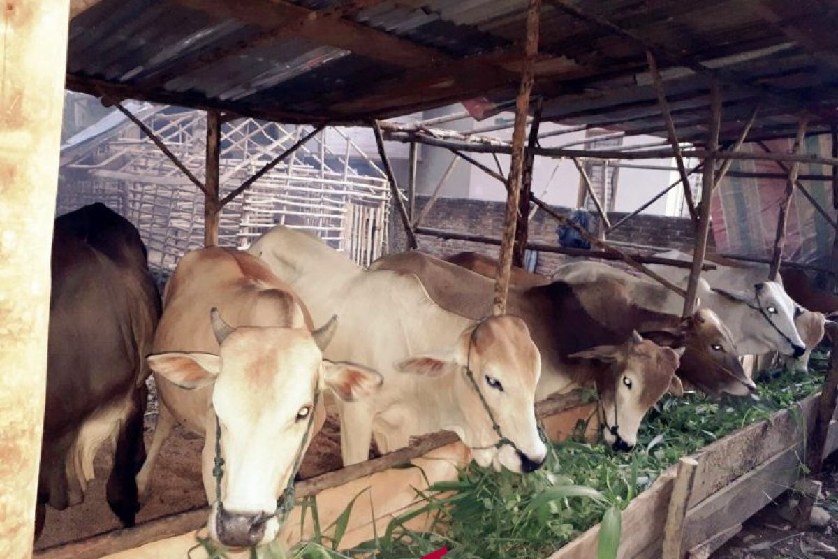 Sumut targetkan populasi sapi - kerbau 1.046.379 ekor