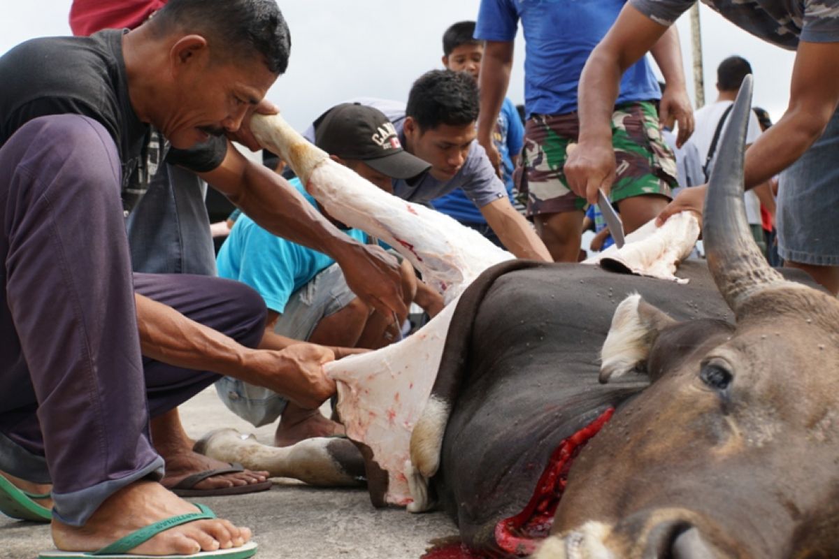 Lantamal Ambon bagikan 21 ekor hewan kurban