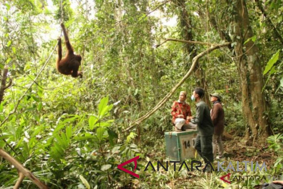 Enam orang utan dilepasliarkan