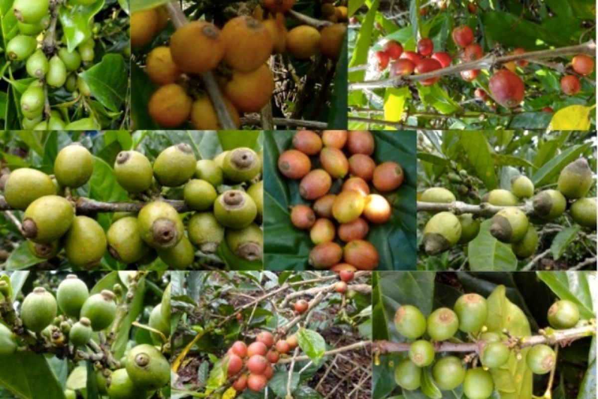 2 kabupaten di Kalteng diprogramkan kembangkan tanaman kopi