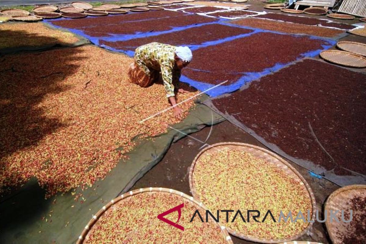 Petani berharap harga cengkih tidak turun