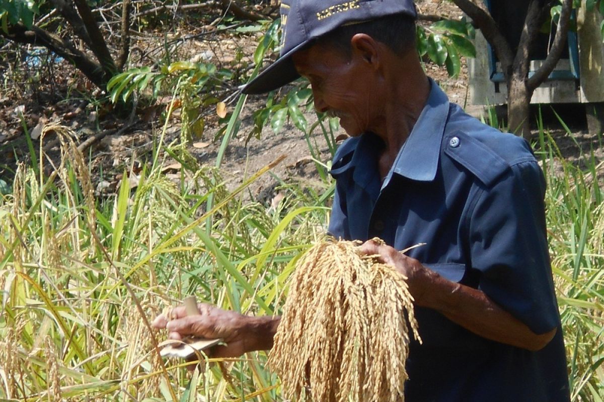 Panen Padi Di Lebak Masih Berlangsung