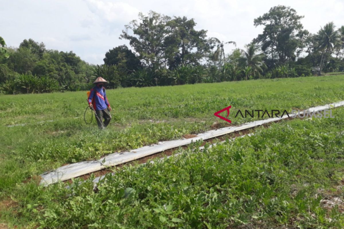 Indonesia-Taiwan kerja sama program magang petani muda