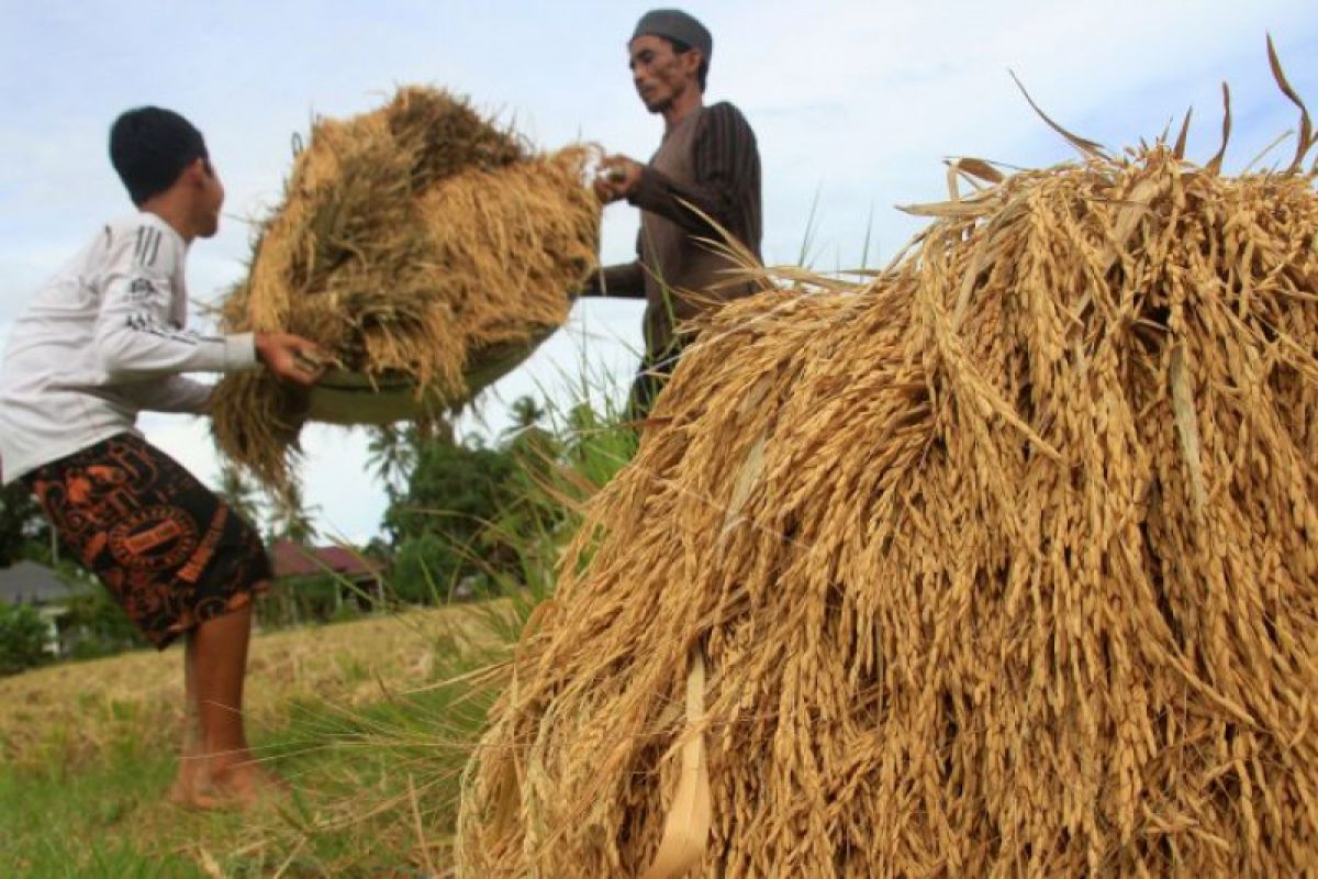 Produksi pertanian pangan di Bantul stagnan