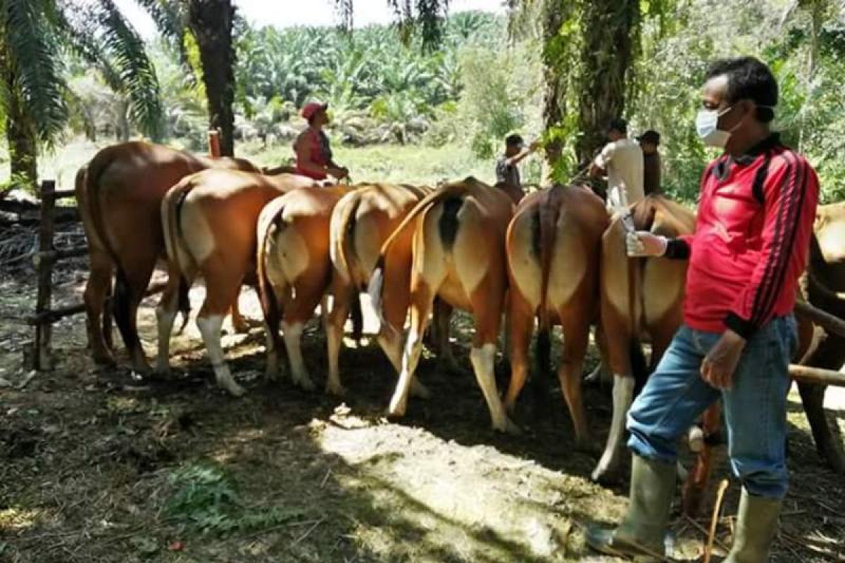 Sebanyak 67 sapi indukan Barut diperiksa