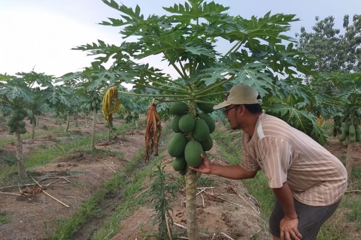 Pepaya California Asal Lebak Penuhi Pasar Lokal