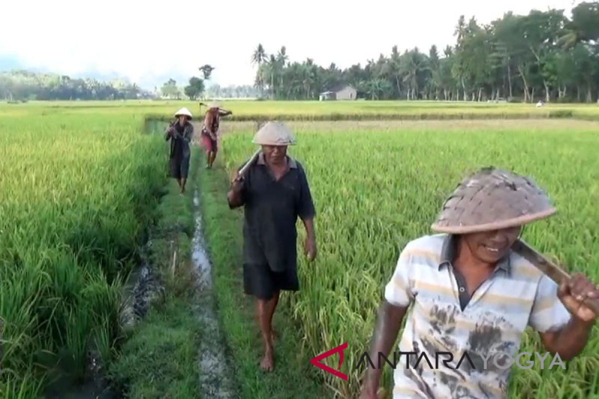 Yogyakarta perpanjang penundaan pemberian izin alih fungsi persawahan