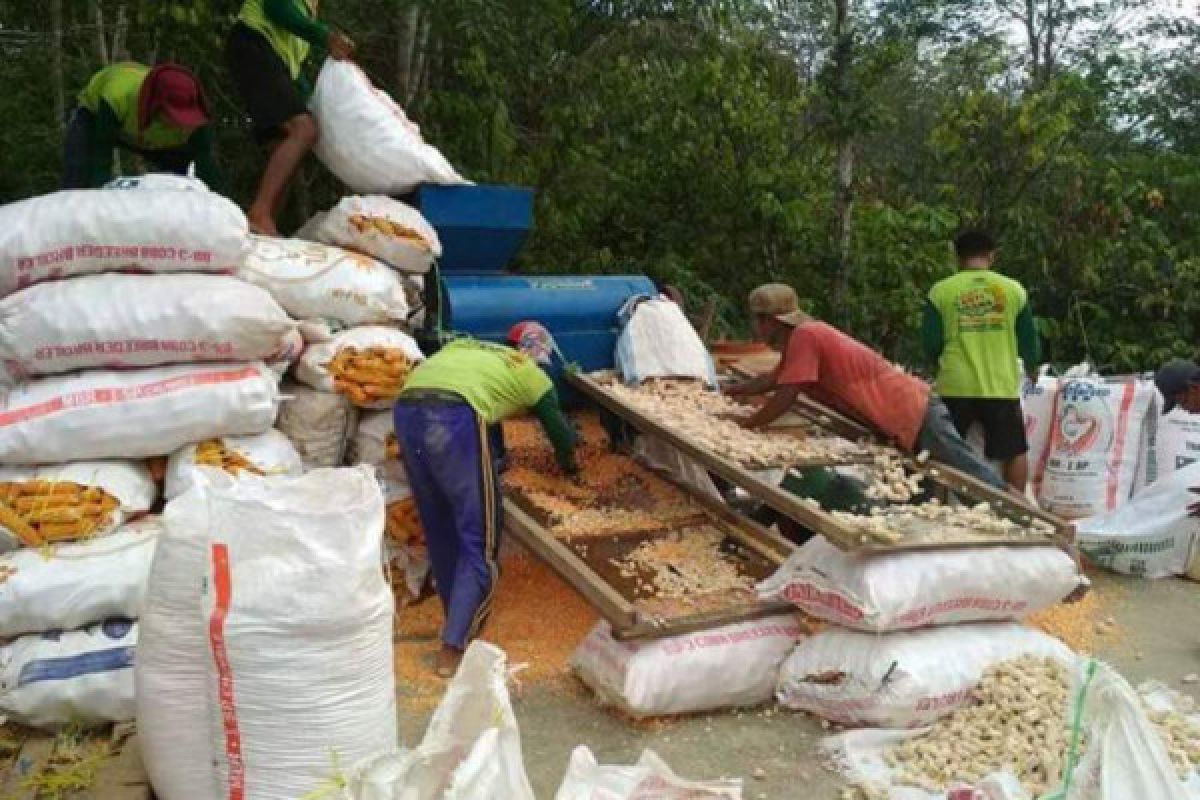 Pemkab Barut kembangkan jagung varietas Bima