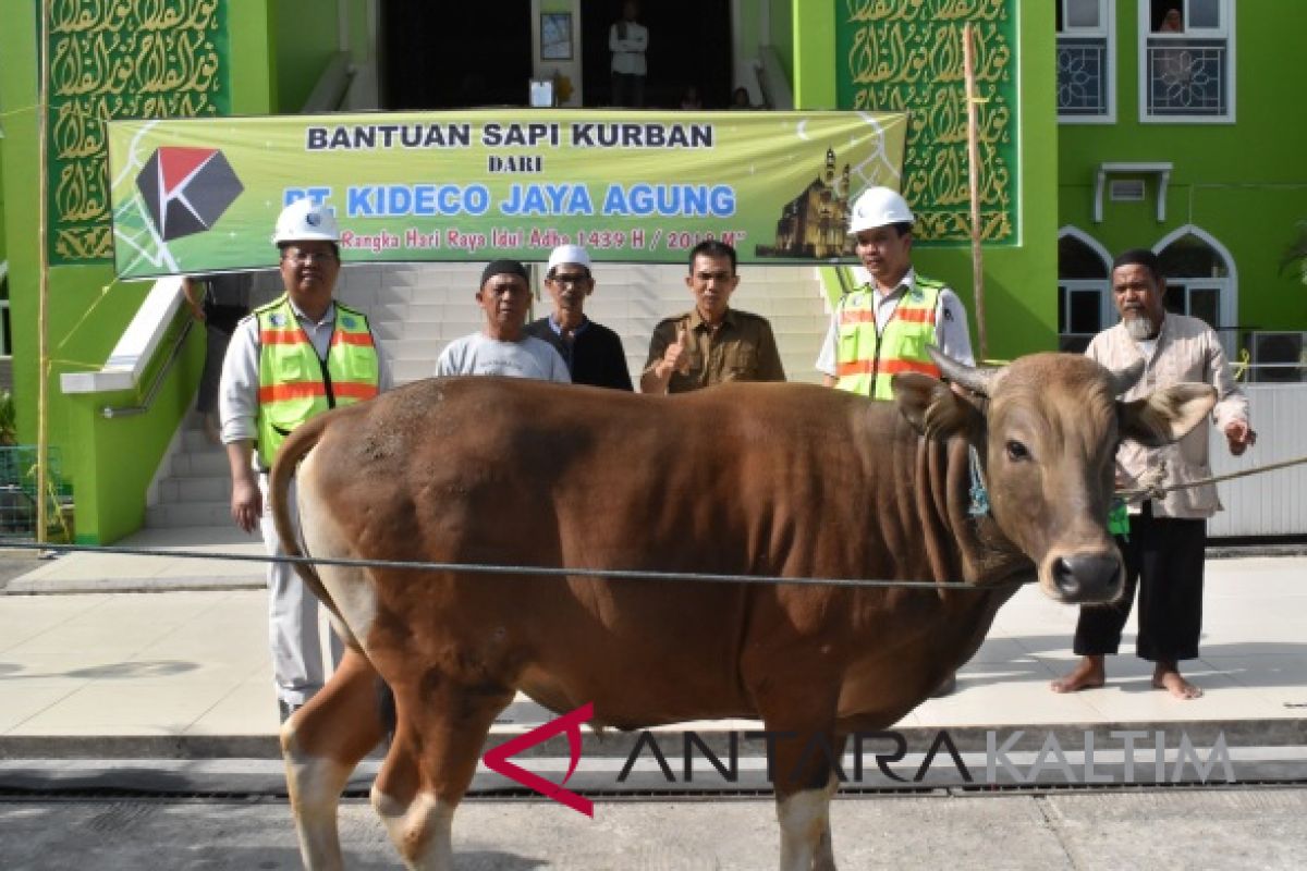 Kideco bagikan 111 ekor sapi qurban