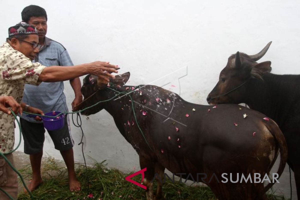 Ditemukan sapi bunting jadi hewan kurban di Solok Selatan