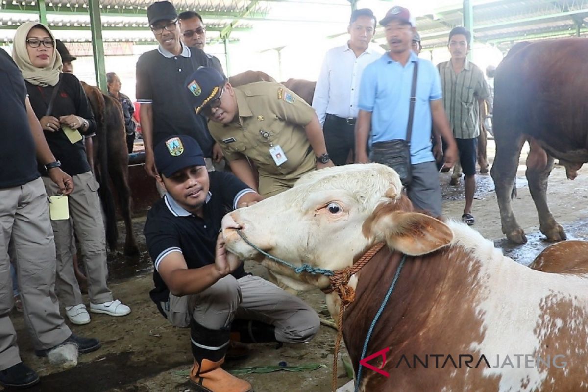 Ditemukan sapi tak sehat di Kudus jelang  Idul Adha