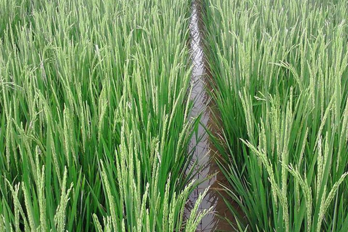 Distan siapkan lahan uji coba mina padi