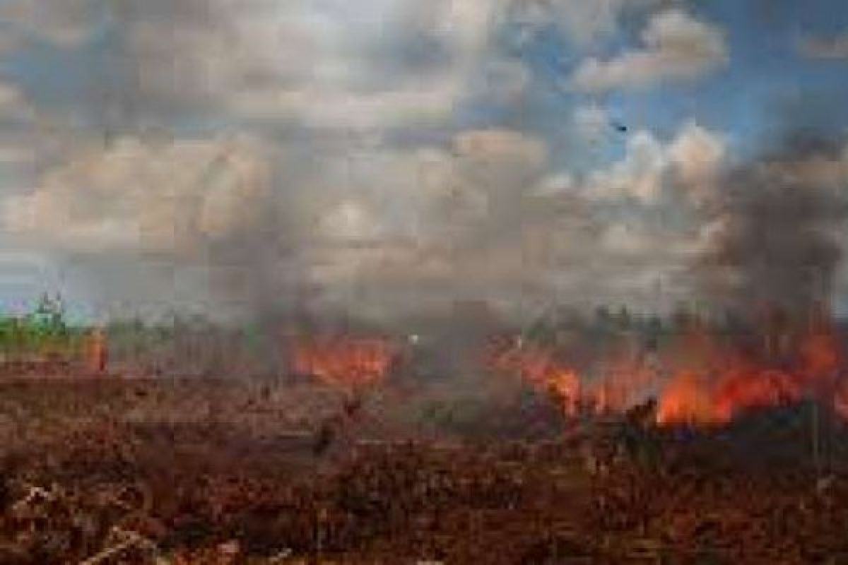 Sebanyak 2.635 Hektar Lahan Di Riau Terbakar Sepanjang 2018