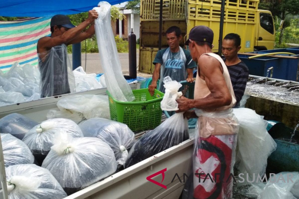 Persediaan sembako jelang Idul Adha mencukupi di Agam